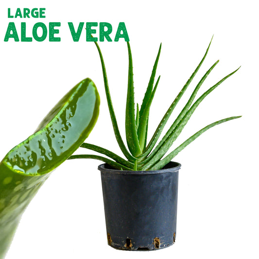 Aloe Vera Camperi Plant Large