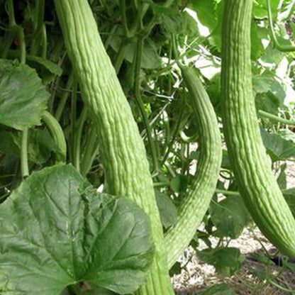 Cucumber Armenian • القثاء - plantnmore