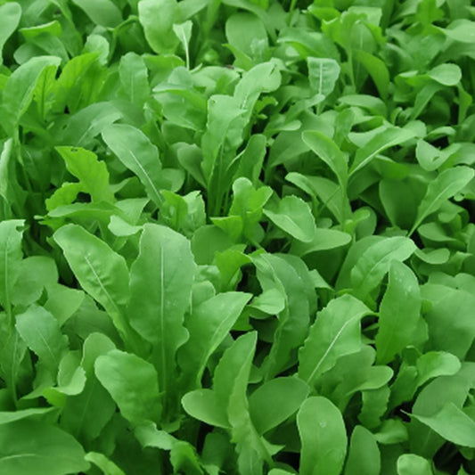 Arugula Slow Bolt •  جرجير الموسم الطويل - plantnmore