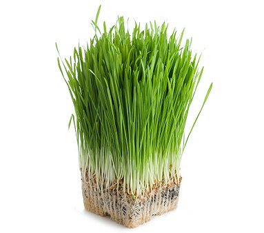 Barley Grass 227g• شعير - plantnmore