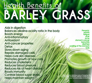 Barley Grass 227g• شعير - plantnmore