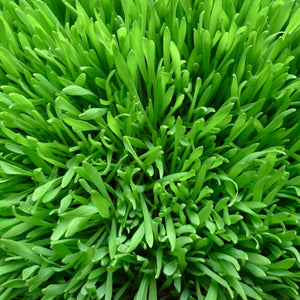 Barley Grass 227g• شعير - plantnmore