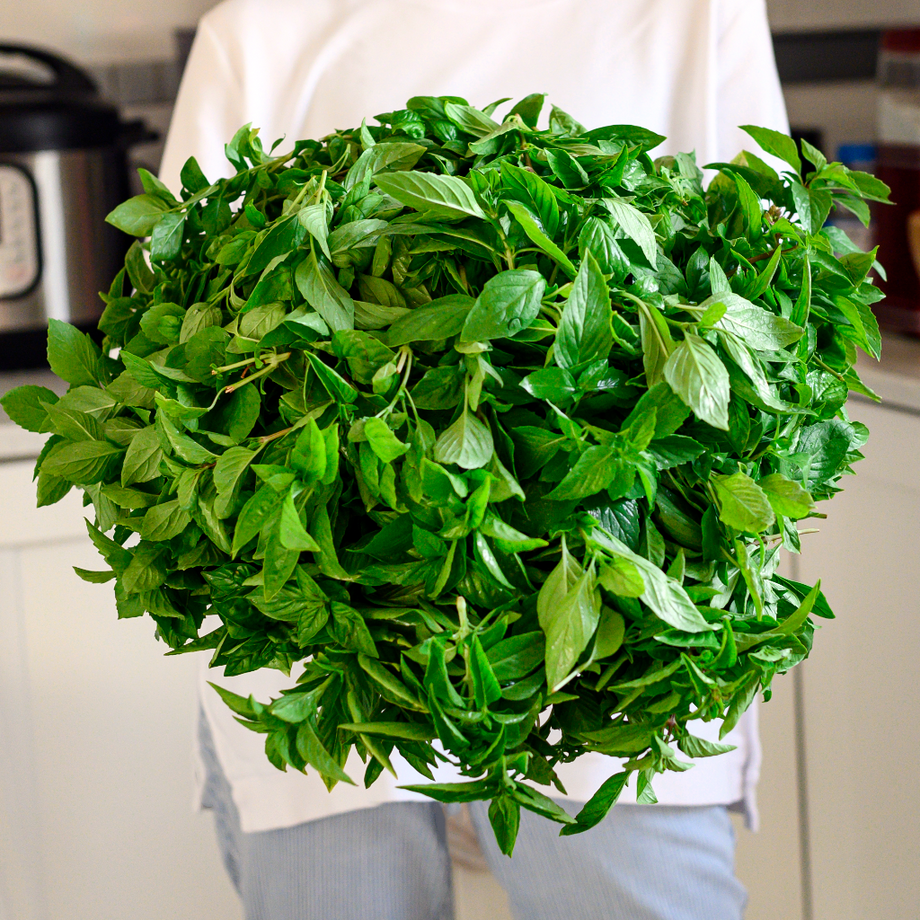 Basil Italian Large Leaf O