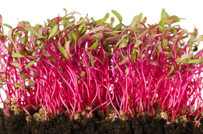 Beet Red Microgreen 114g • ميكروجرين الشمندر - plantnmore