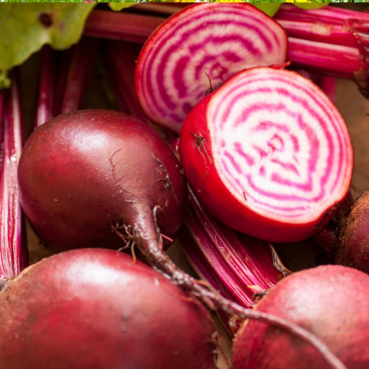 Beet Chioggia • شمندر مخطط - plantnmore