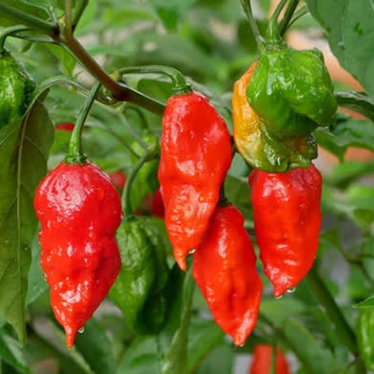 Bhut Jolokia Ghost Pepper • فلفل الشبح بت جولوكيا - plantnmore