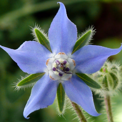 Borage • لسان الثور - plantnmore