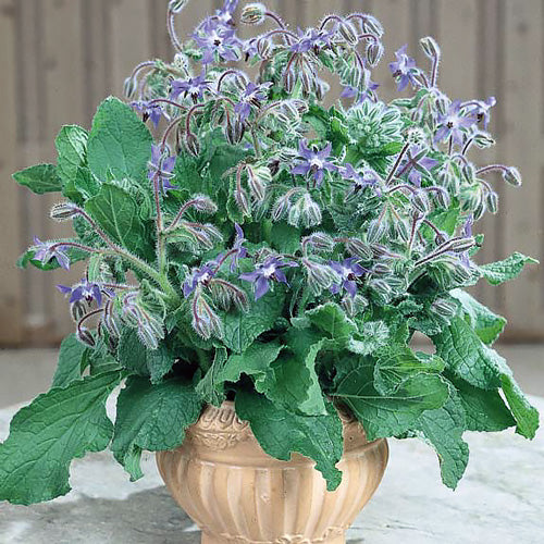 Borage • لسان الثور - plantnmore