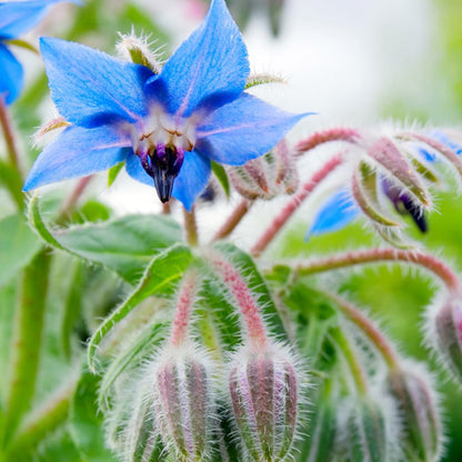 Borage • لسان الثور - plantnmore