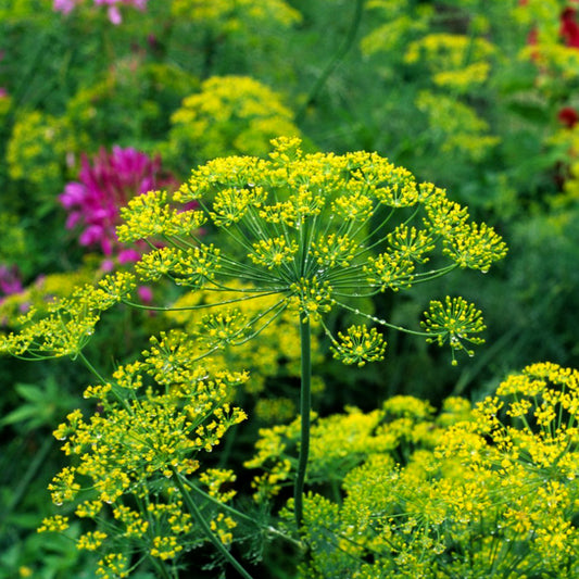 Dill Bouquet • شبنت بوكيه - plantnmore