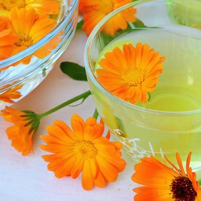 Calendula Pacific Beauty Mixture  • زهرة كالاندولا بديلة الزعفران - plantnmore