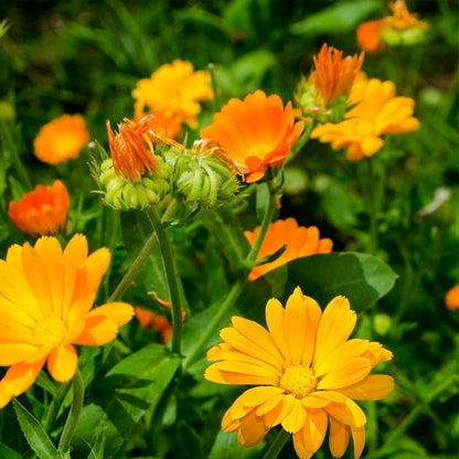 Calendula Pacific Beauty Mixture  • زهرة كالاندولا بديلة الزعفران - plantnmore