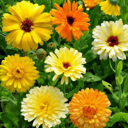 Calendula Pacific Beauty Mixture  • زهرة كالاندولا بديلة الزعفران - plantnmore