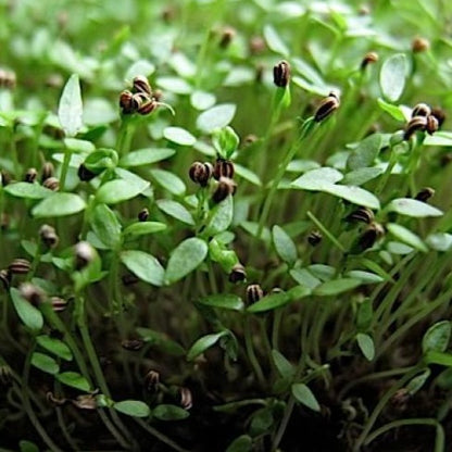 Celery Microgreen • كرفس ميكروجرين - plantnmore