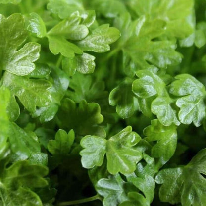 Celery Microgreen • كرفس ميكروجرين - plantnmore