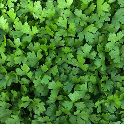 Celery Microgreen • كرفس ميكروجرين - plantnmore