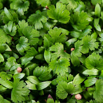 Cilantro Microgreens • ميكروجرين كزبرة - plantnmore