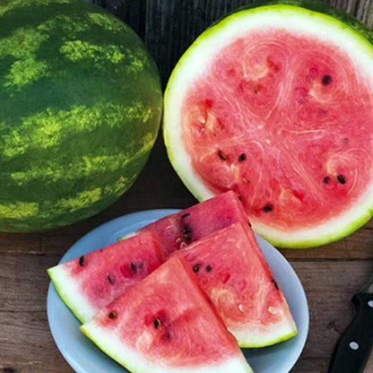 Watermelon Crimson Sweet (o) • بطيخ احمر سكري - plantnmore