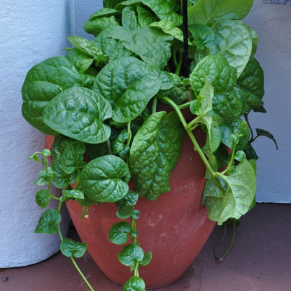 Red Malabar Spinach • سبانخ مالابار أحمر - plantnmore