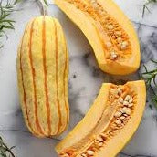 Delicata Pumpkin • قرع ديليكاتا - plantnmore