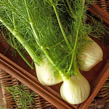 Fennel Plant Small