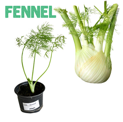 Fennel Plant Small