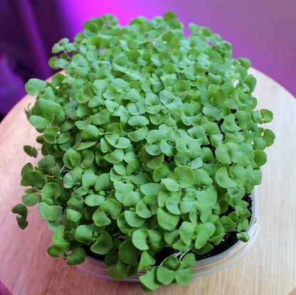 Basil Genovese Microgreen • ريحان ميكروجرين - plantnmore