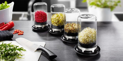 Sprouting Jar • إناء الإستنبات - plantnmore