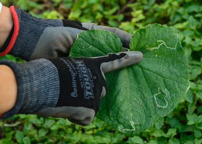 Nitrile Tough Glove • قفاز النايتريل القوي - plantnmore