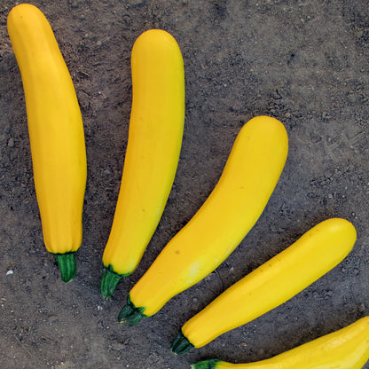 Zucchini Golden Glory • كوسى صفراء - plantnmore