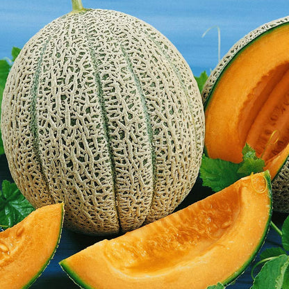 Hales Best Cantaloupe • شمام سكري - plantnmore