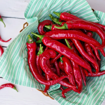 Pepper Hot Cayenne • فلفل كايين حار - plantnmore