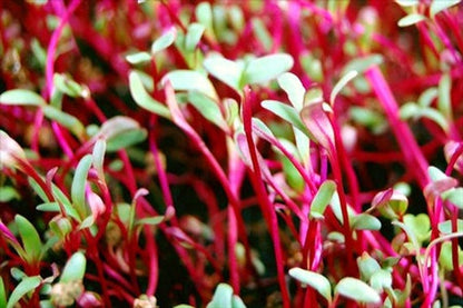 Beet Red Microgreen 114g • ميكروجرين الشمندر - plantnmore