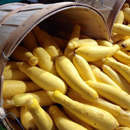 Zucchini Early Prolific Straightneck • كوسى صفراء سريعة - plantnmore