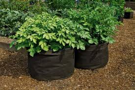 Natural Smart Pot 15Gallon Strap Handles ● حجم 15 جالون لون طبيعي مع مسكات - plantnmore