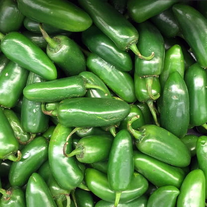 Pepper Jalapeno Early •  فلفل هالابينو - plantnmore