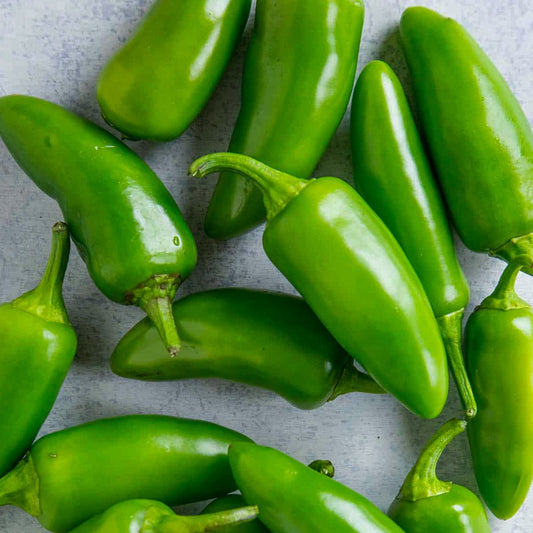 Pepper Jalapeno Early •  فلفل هالابينو - plantnmore