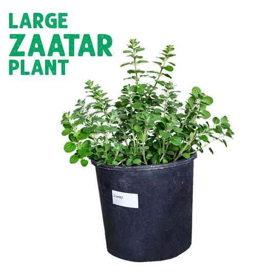 Zaatar Plant Large