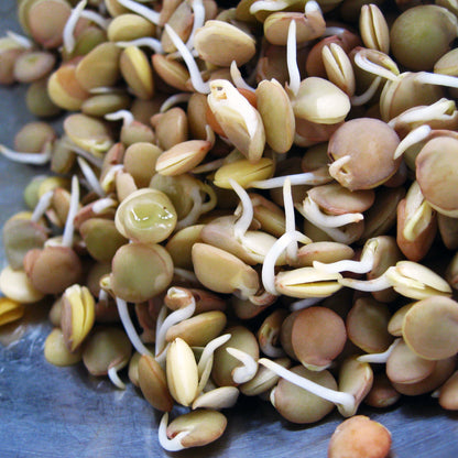 Green Lentils 114g • العدس الاخضر العضوي - plantnmore