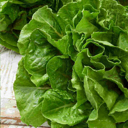 Buttercrunch lettuce • خس مدور - plantnmore