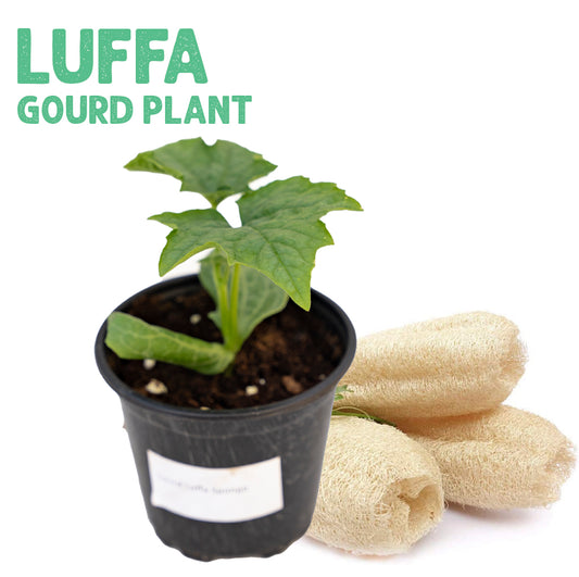 Luffa Long Fruit Plant