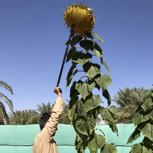 Sunflower Mammoth