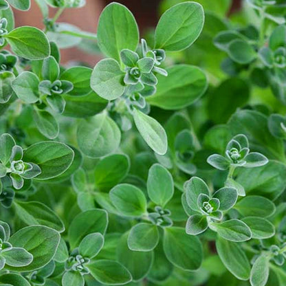 Sweet Marjoram • المرقدوش الحلو - plantnmore