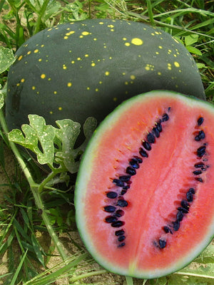 Watermelon Moon and Stars  • بطيخ القمر و النجوم - plantnmore