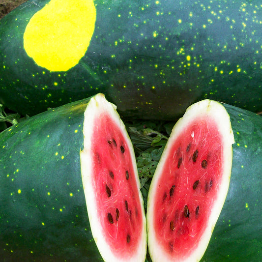 Watermelon Moon and Stars  • بطيخ القمر و النجوم - plantnmore