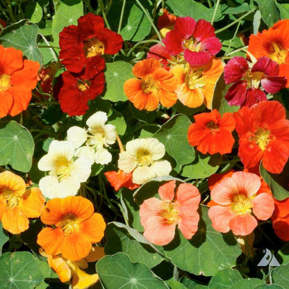 Nasturtium  Jewel Mix  • نبات ابو خنجر - plantnmore