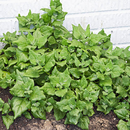 Newzealand Spinach