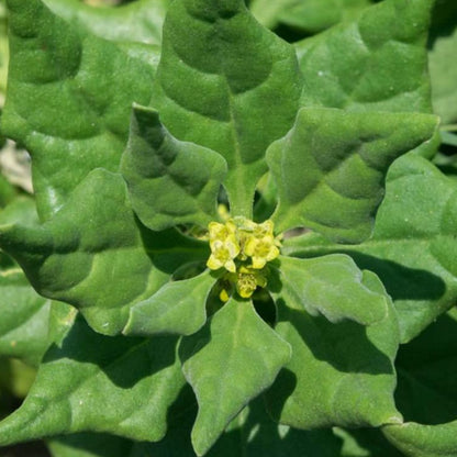 Newzealand Spinach