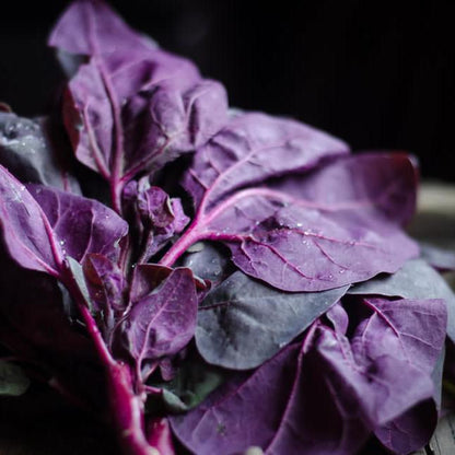 Purple Orach • الاوراك الاحمر - plantnmore