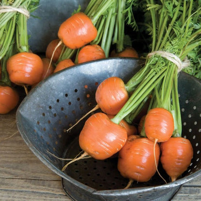 Carrot Parisian • جزر باريسي - plantnmore